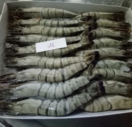 Tôm PD Đông Lạnh hoặc Hấp - Đóng Gói Loại 2
