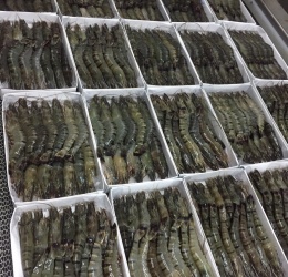 Tôm Sú Nguyên Con - Đóng Gói Loại 3