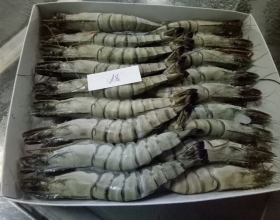 Tôm PD Đông Lạnh hoặc Hấp - Đóng Gói Loại 2